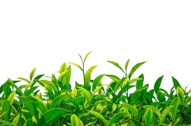 Fresh Green Leaves