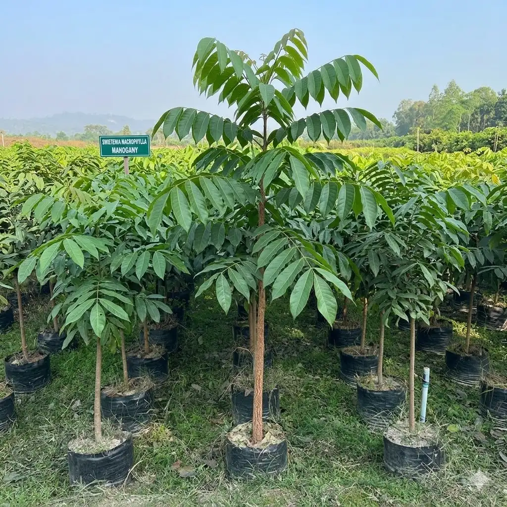 Mahogany (महोगनी)